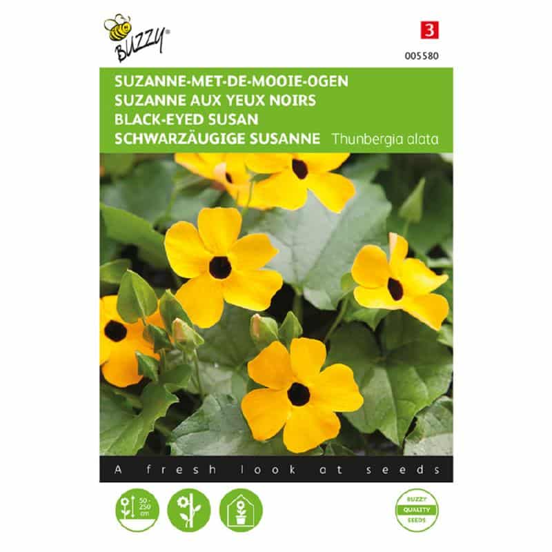 Susan med det sorte øje - Thunbergia alata