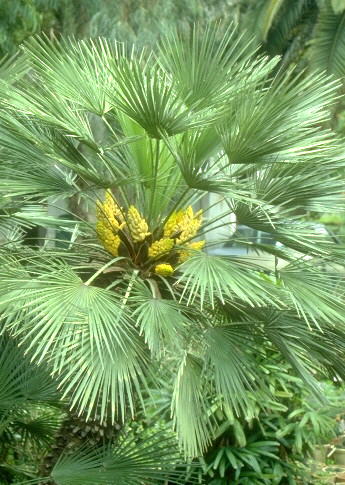 Dværg Viftepalme - Chamaerops humilis