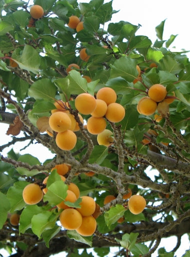 Abrikos - Prunus armenica