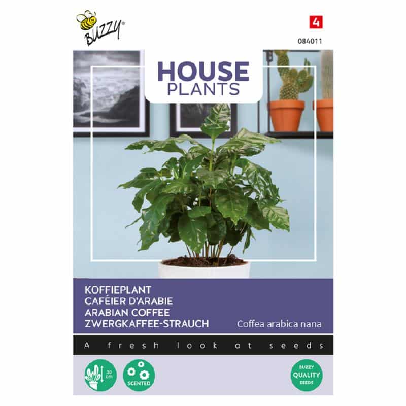 Kaffe Plante - Coffea arabica