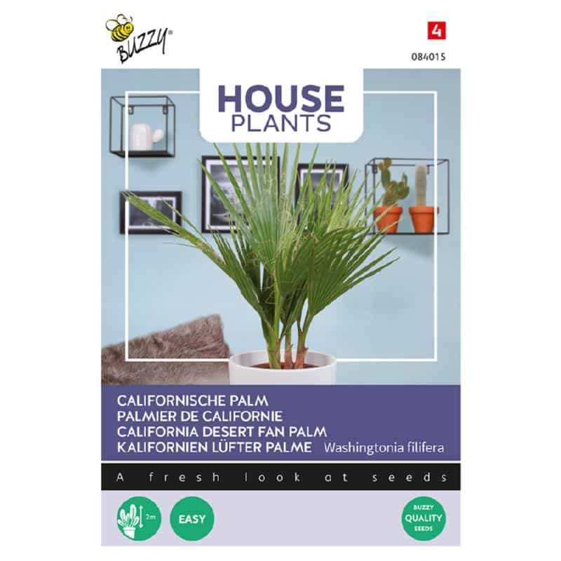 Californisk Palme - Washingtoria filifera