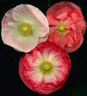 Shirley - Papaver rhoeas