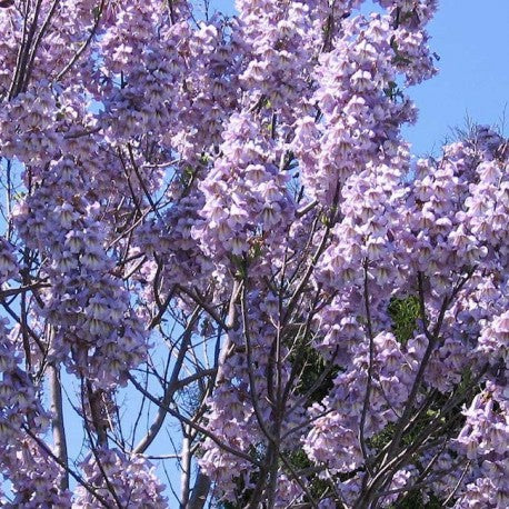Kejserinde Træ - Paulownia Elongata