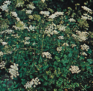 Anis - Pimpinella anisum