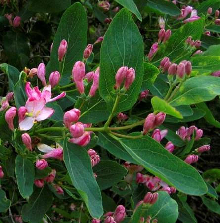 Tatarisk gedeblad - Lonicera tatarica