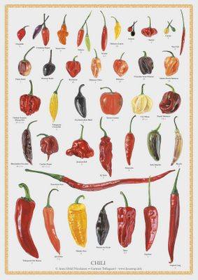 Chiliplakat - 42x60 cm