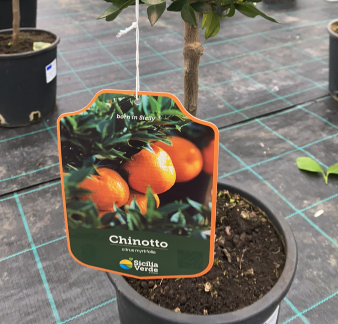 Chinotto - Citrus myrtifolia