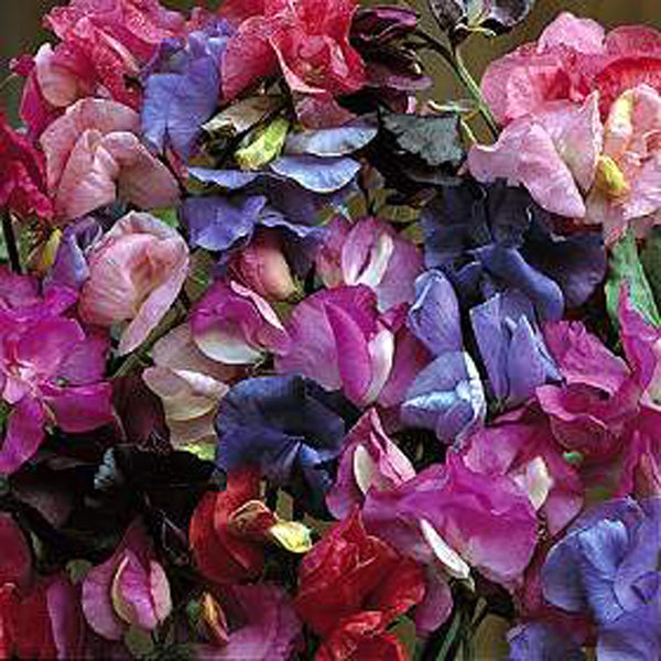 Ærteblomst - Bijou mix - Lathyrus odoratus