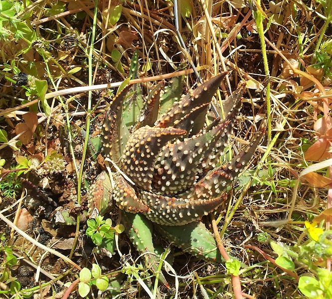 Engletårer - Haworthia pumila