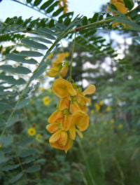 Gul Wisteria - Sesbania Javanica