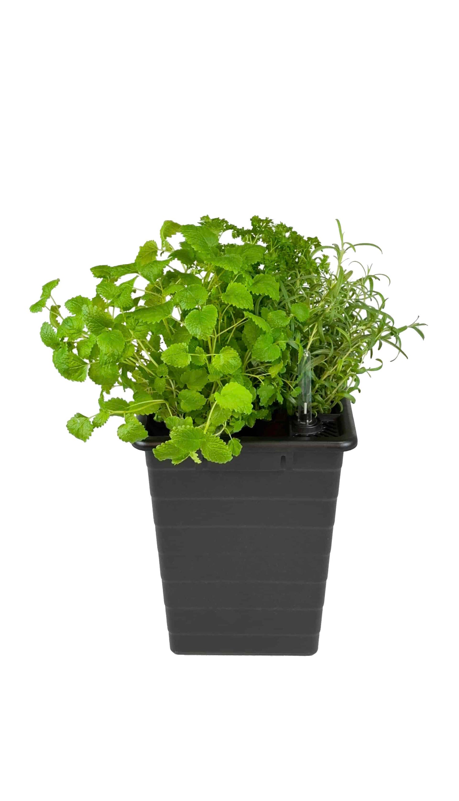 Homefarm - Planter 1 - Selvvandingspotte