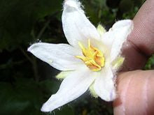Naranjilla - Solanum quitoense