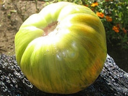Giant Green Zebra - tomat