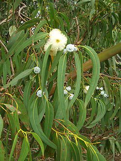 Febertræ - Eucalyptus globulus