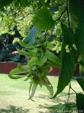 Avnbøg - Carpinus betulus