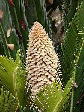 Kogle Palme - Cycas revoluta