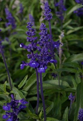 Have salvie - Salvia Farinacea