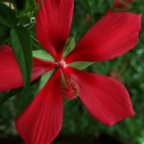 Texas red Lonestar Hibiscus - Hibiscus coccineus