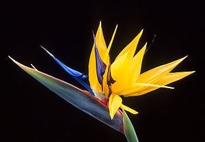 Strelitzia  - Eliott's Gold    ***SUPER SJÆLDEN ***
