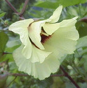 Bomuld - Gossypium herbaceum