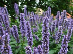 Anisisop - Agastache Rugosa Liquorice Blue