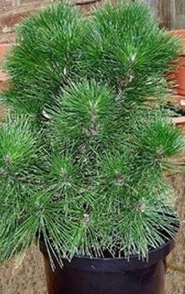 Japansk Sortfyr - Pinus thunbergii