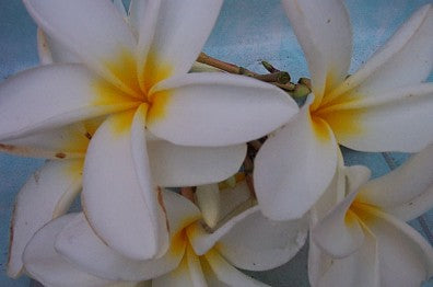 Plumeria Frangipani - Smukke Hvide Blomster