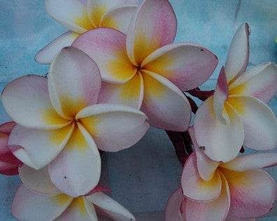 Plumeria Frangipani - Skønne Hvide/Pink Blomster