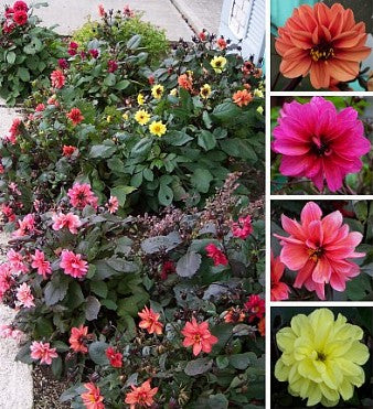 Dahlia 'Diablo' - Dahlia x hortensis