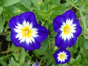 Jomfruskørt - Convolvulus Tricolor - Blue Ensign