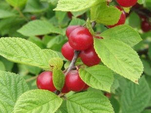 Kinesisk Busk-Kirsebær - Prunus tomentosa