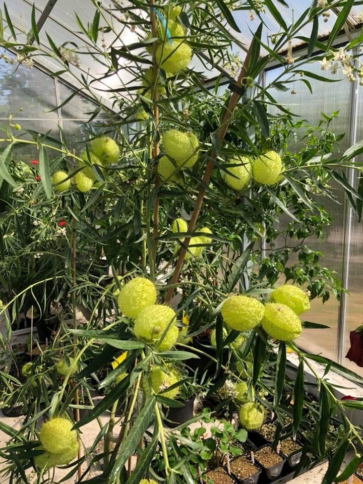 Silkeplante / Ballonplante- Asclepias physocarpa