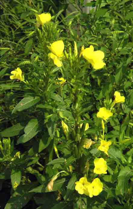 Kæmpenatlys - Oenothera Biennis