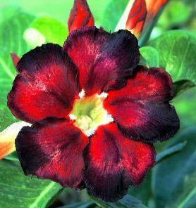 Ørkenrose - Adenium Black Fire !Sjælden!