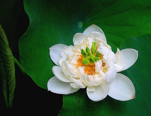 Lotus  Hvid - Nelumbo Nucifera Alba