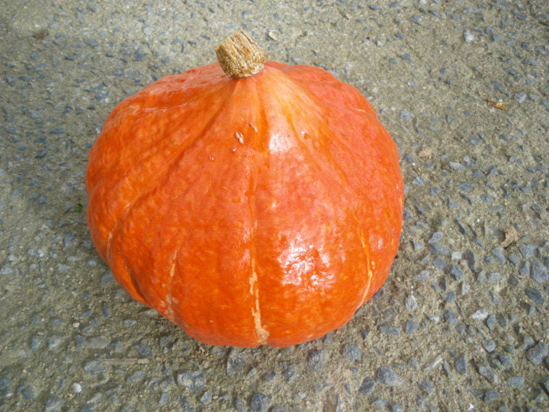 Hokaido - Potimarron