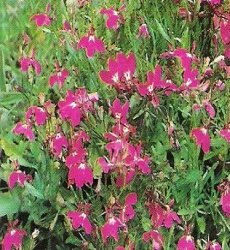 Kantlobelie - Fountain Crimson - Lobelia erinus