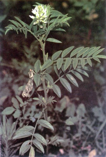 Amerikansk lakrids - Glycyrrhiza lepidota