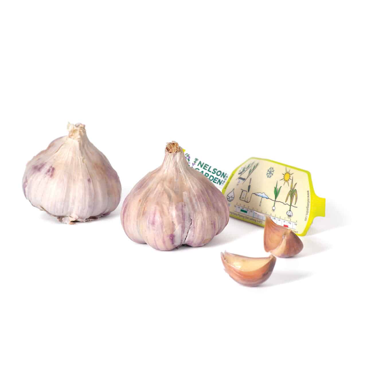 Sættehvidløg - Germidour- Nelsons