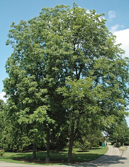 Pekantræ Frø - Carya illinoiensis
