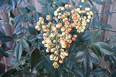 Nandina Domestica 'Alba'