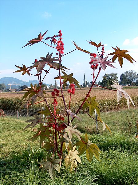 Olieplante / Kristpalme - Ricinius communis