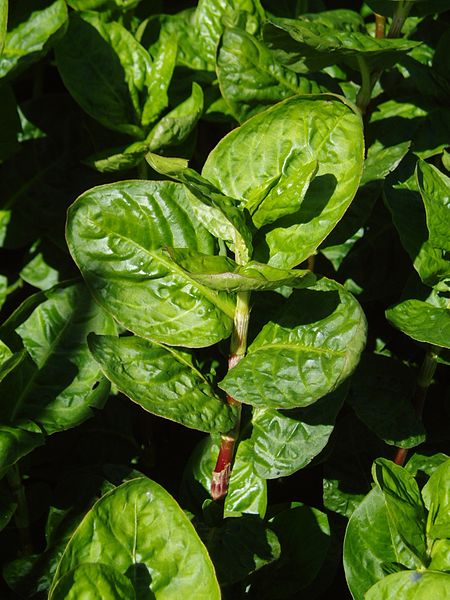 Farve Pileurt - Persicaria tinctoria