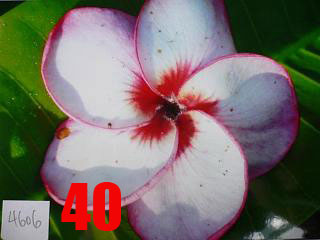 Plumeria -  4606
