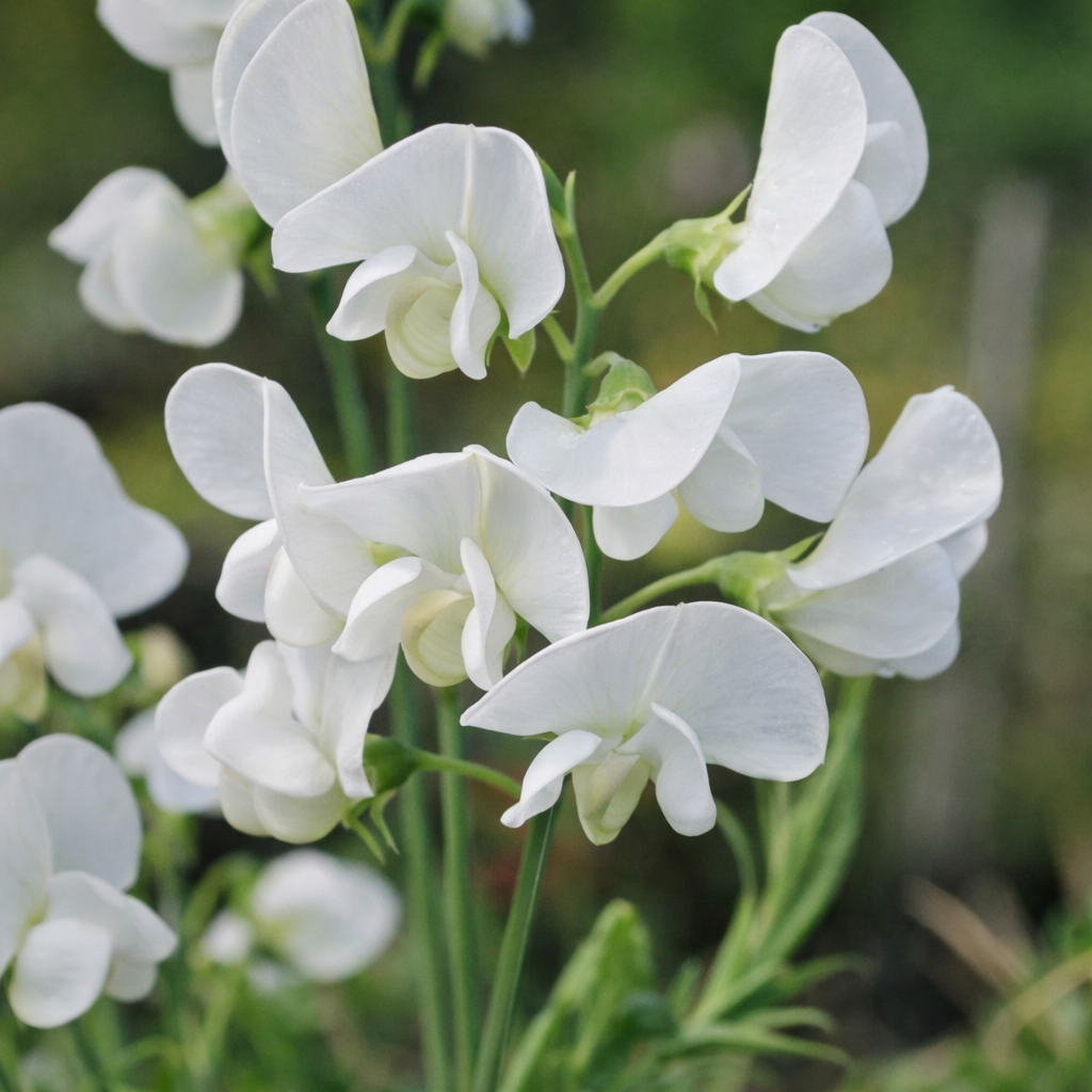 Ærteblomst - Flerårige - White Pearl - Lathyrus