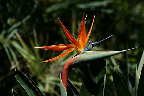 Strelitzia Reginae dwarf - Dværg paradisfugleblomst