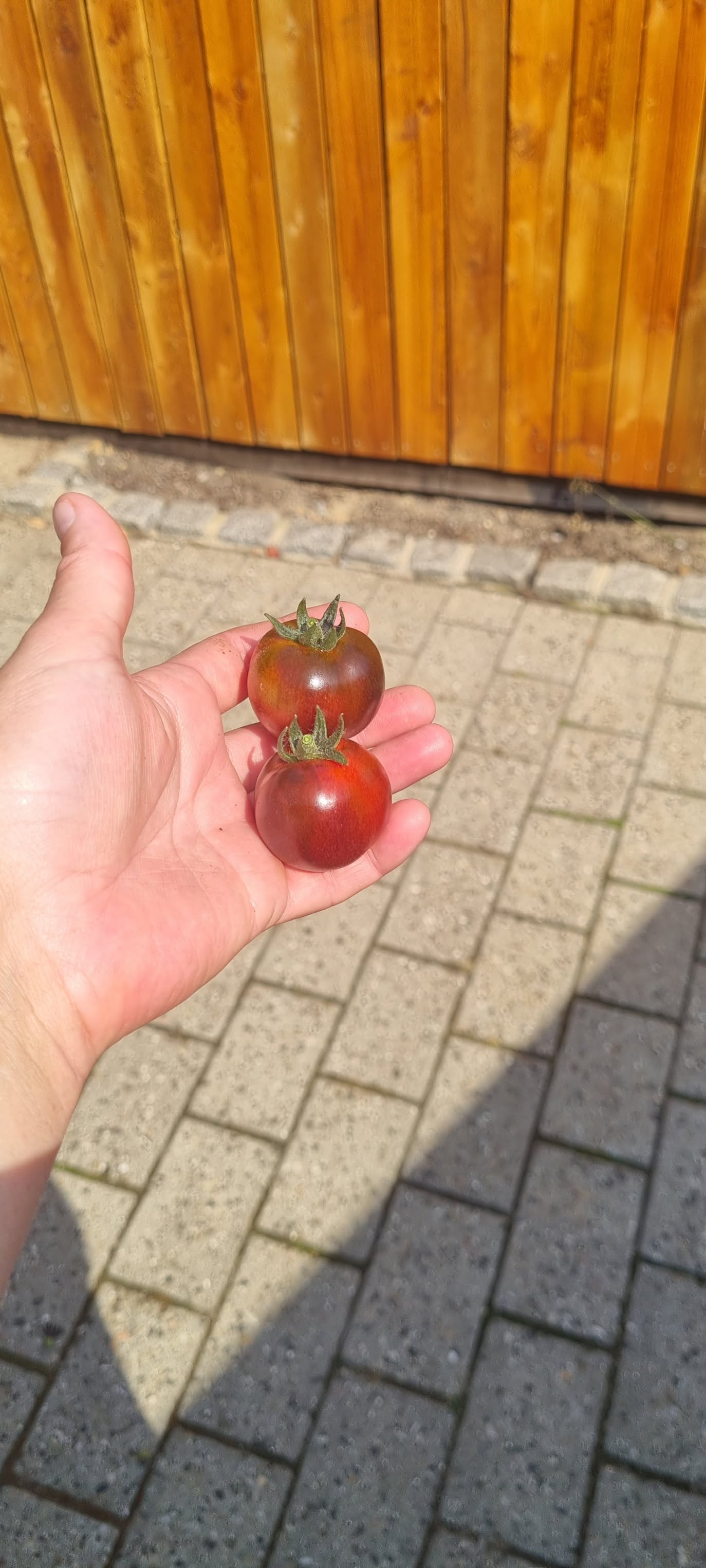 Black Dragon F1 - Cherry tomat