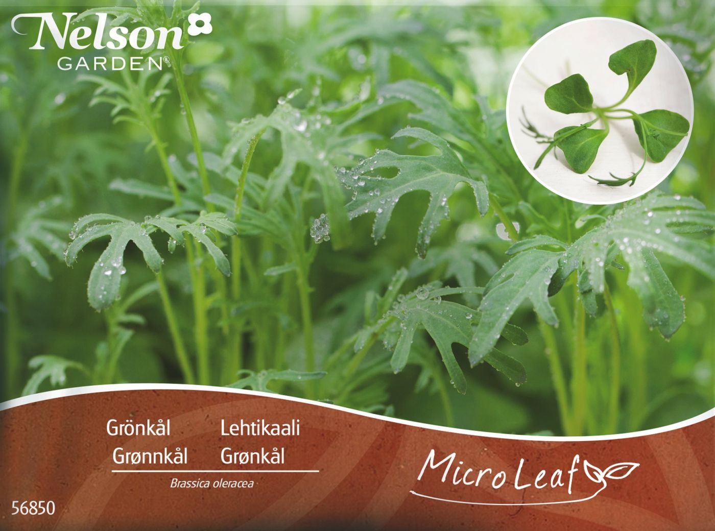 Micro Leaf - Grønkål, Jagallo Nero