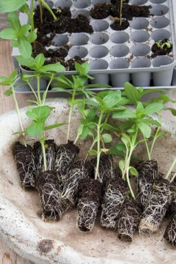 Plantstart Pluggbox