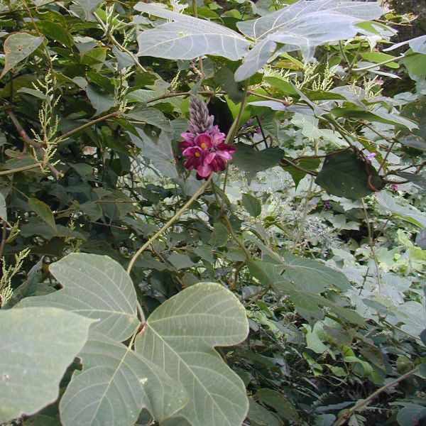 Pueraria Lobata - Kudzurod / Kudjibønne